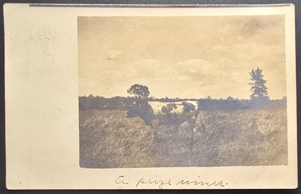 1909 Real Photo Postcard Prize Winning Cow Cortland Ohio Farm Scene RPPC