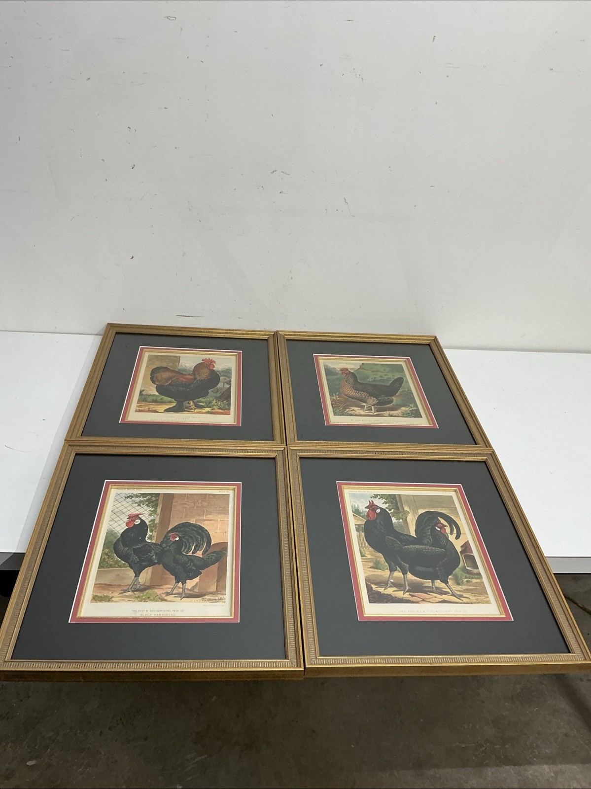4 Antique Cassell’s Poultry Book Plates Framed 1870s Chicken Chromolithographs