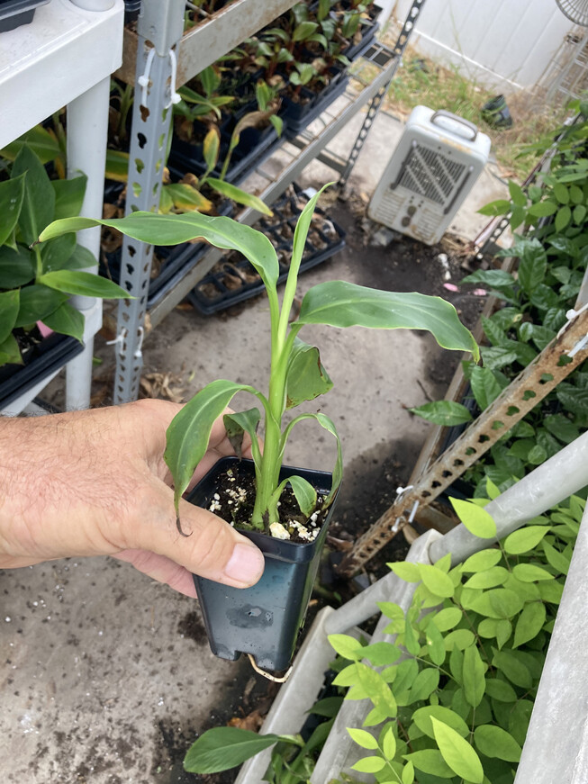 Mekong Giant Banana Plant - Musa Itinerans - Very Cold Hardy