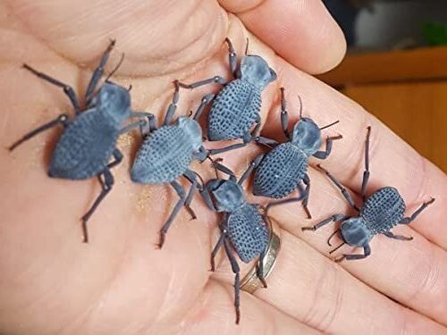 Blue Death Feigning Beatlee (Group of 6) BDFB plus 2 Smooth DFB Blue Death Feigning Beatlee (Group of 6) BDFB plus 2 Smooth DFB