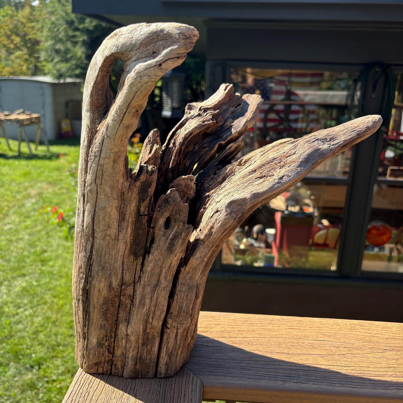Hardwood Driftwood Stump 14x9x10 – Unique Aquarium & Terrarium Aquascape Wood