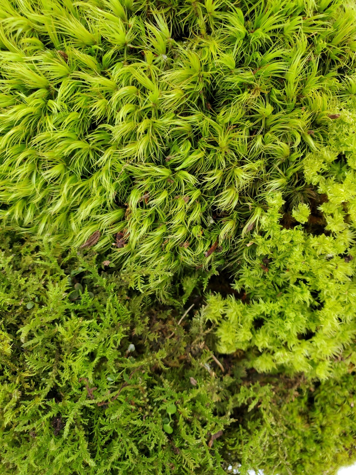 Value Small Live Moss Assortment 5
