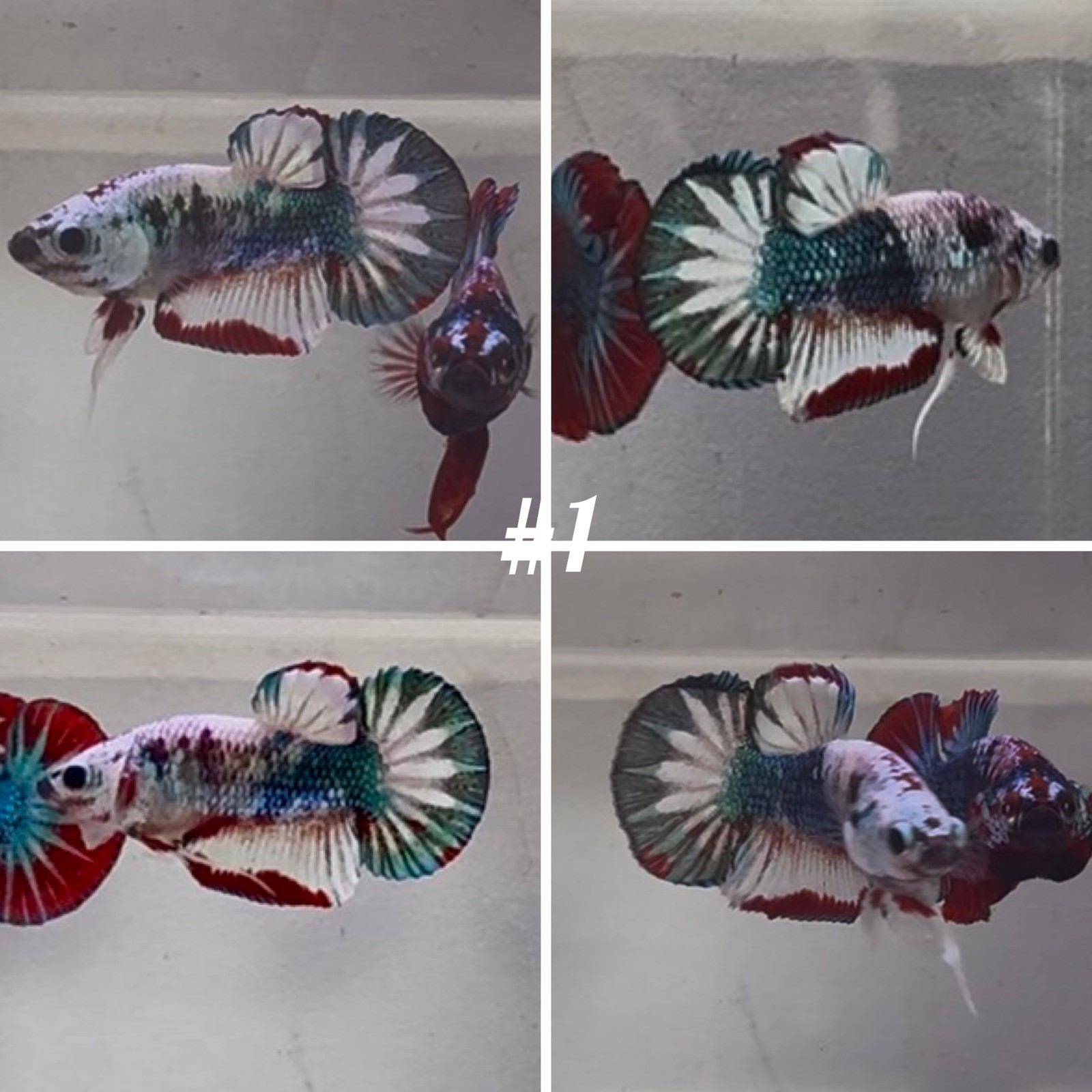 Live Betta Fish High Quality Fancy  USA SELLER 3 Month Old