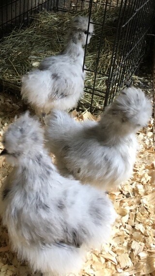 6+  Blue Splash Bantam Silkie Eggs