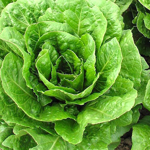 Buttercrunch Lettuce Seeds | 1963 AAS Winner | Heirloom / Non-GMO | 1102