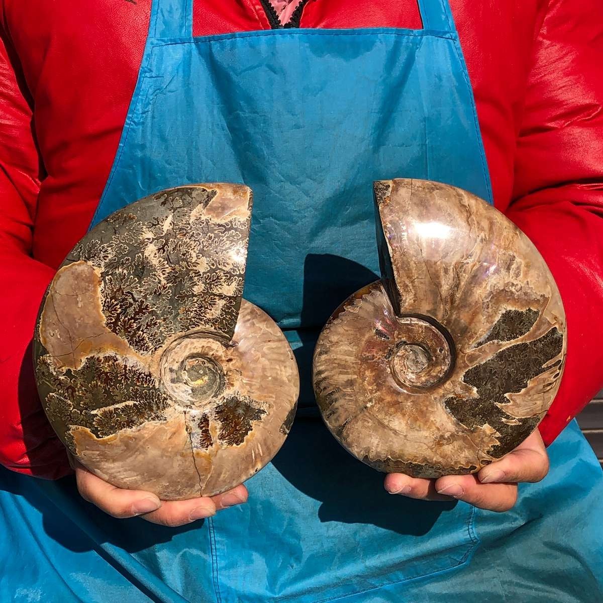 2PCS 4.2LB Polishing of Natural Conch Specimens from Madagascar 3181