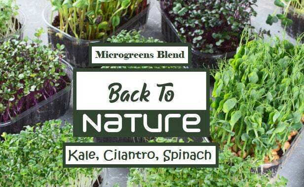 Kale, Cilantro & Spinach Microgreen Seed Blend - Organic Seeds - Non Gmo