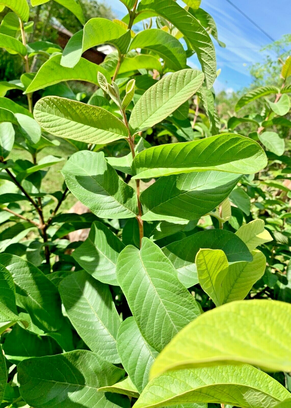 55 PC\'S FRESH ORGANIC GUAVA LEAVES TEXAS GROWN GREEN Tea Hojas de Guayaba