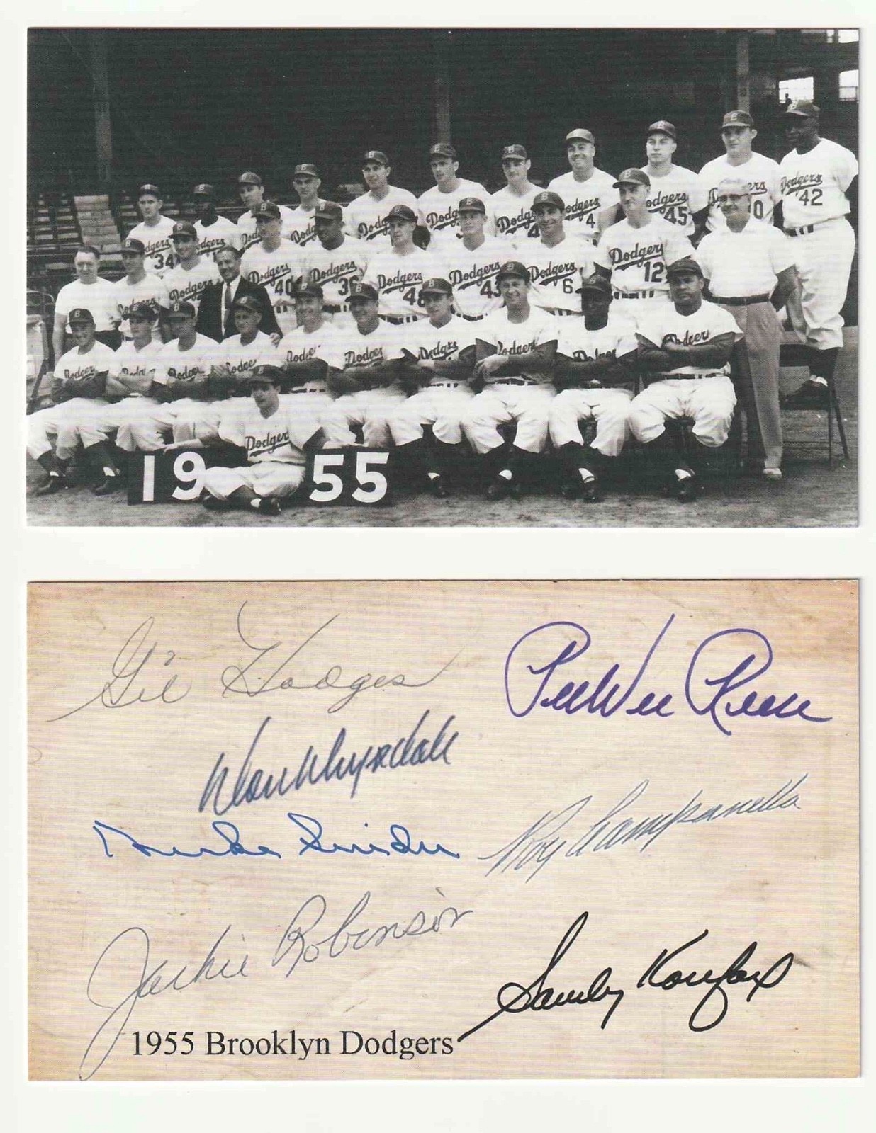 1955 Brooklyn Dodgers Team Photo 3x5 Postcard Robinson~Campanella~Facsimile Auto