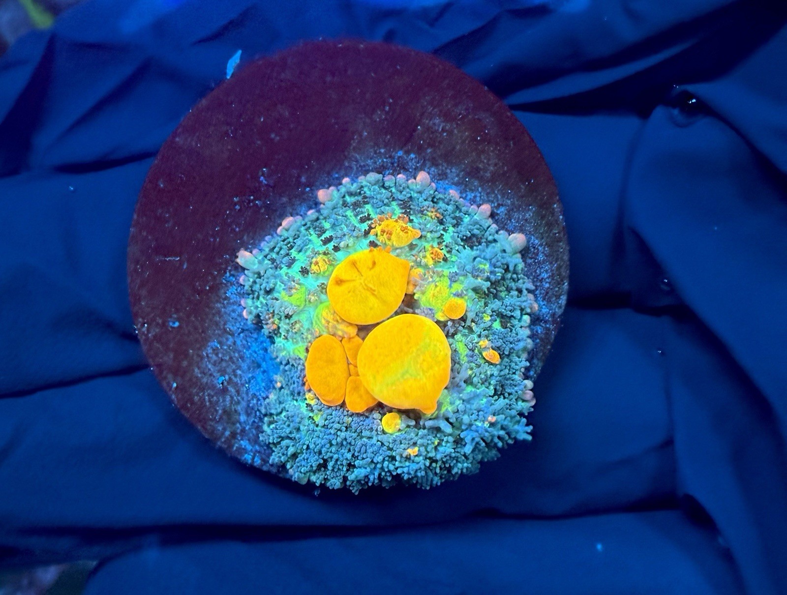 WYSIWYG WWC OG Bounce Mushroom