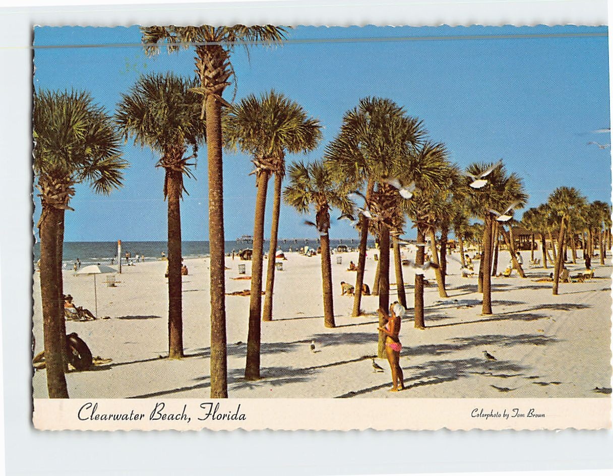 Clearwater Beach Clearwater Florida USA F-311665