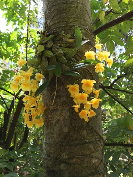 Orchid Plants Dendrobium Aggregatum Majus orchid species