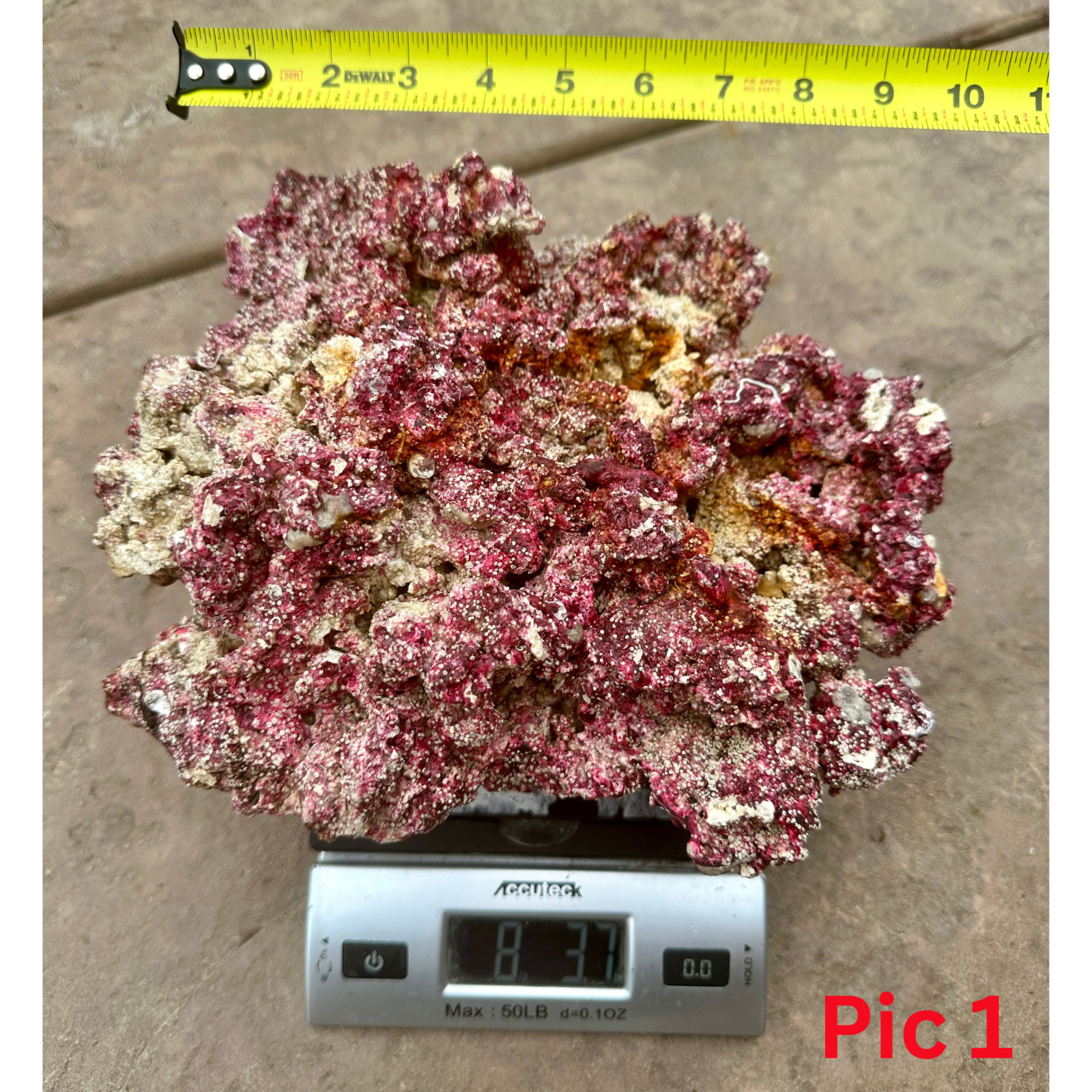 RARE FIJI LIVE ROCKS AMAZING QUALITY REEF AQUARIUM TANK YOU PICKss RARE FIJI LIVE ROCKS AMAZING QUALITY REEF AQUARIUM TANK YOU PICKss