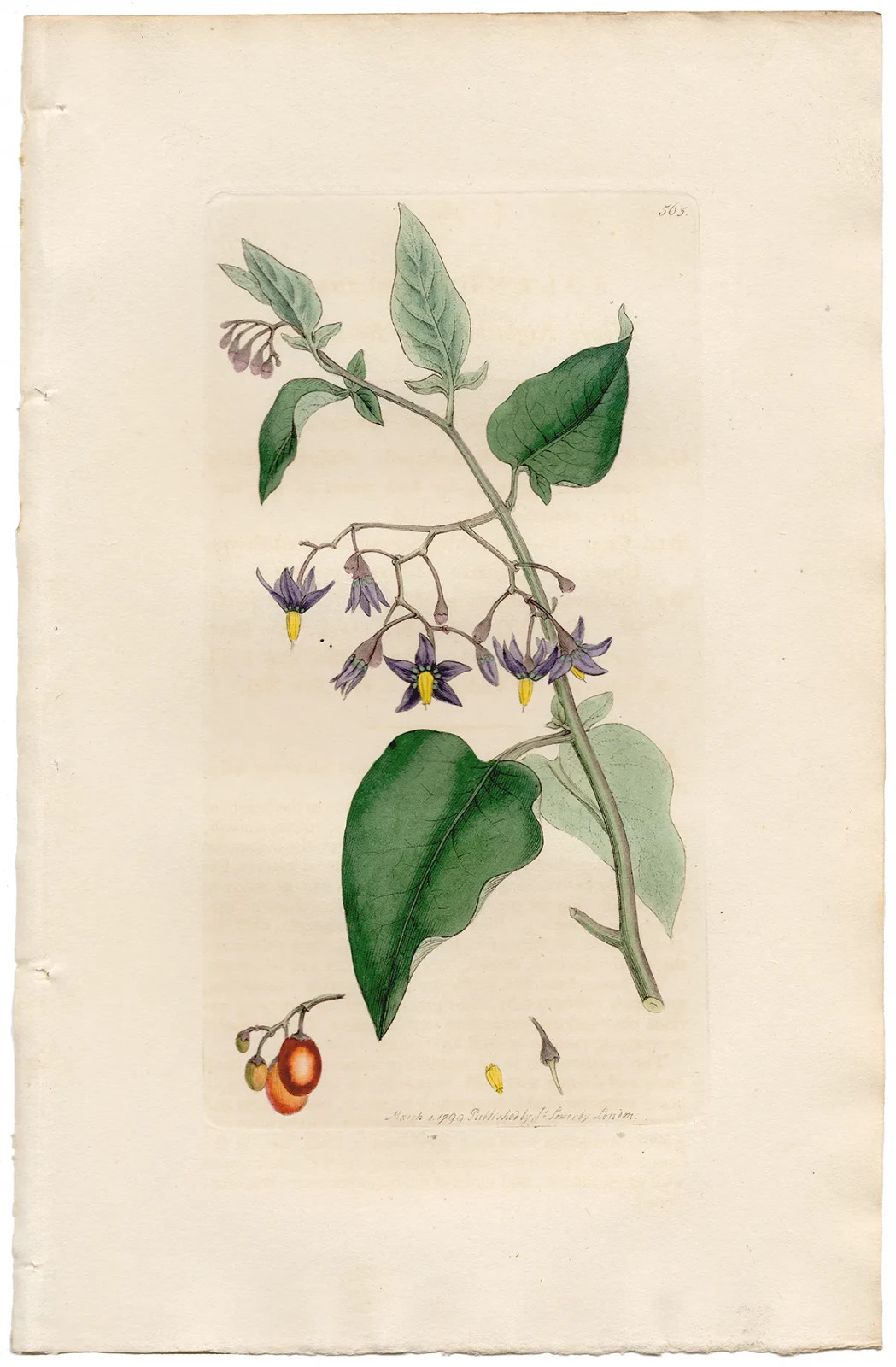 Antique 1800 Sowerby English Botany hand-colored engraving 565 Woody Nightshade