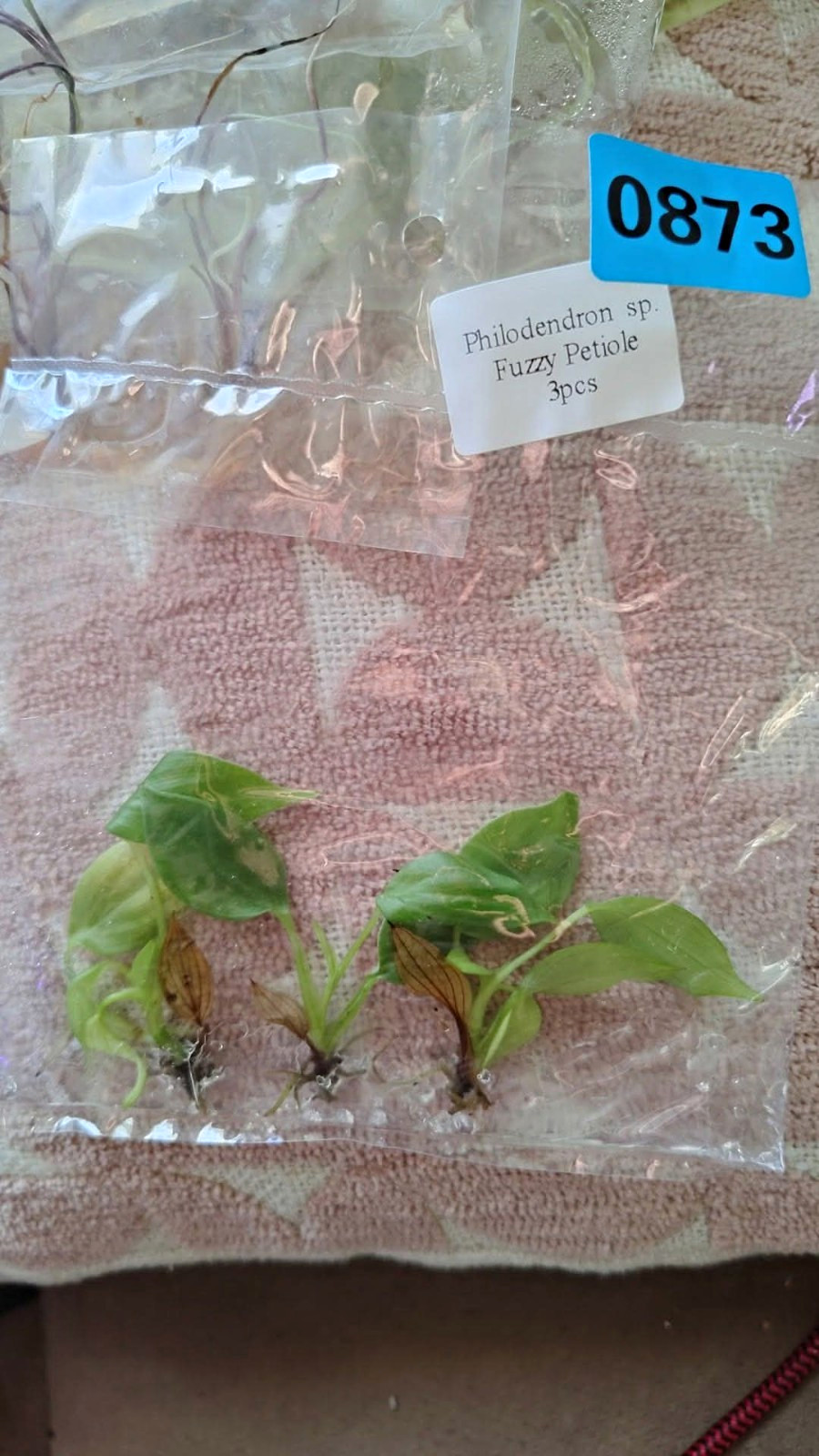 Variegated Begonia Superuniverse Seedling Plant Plug 3 Pack (0913) Variegated Begonia Superuniverse Seedling Plant Plug 3 Pack (0913)