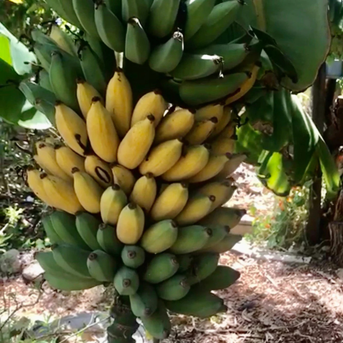 5 Goldfinger Banana Tree FHIA-01 Musa acuminata × balbisiana Starter Plug