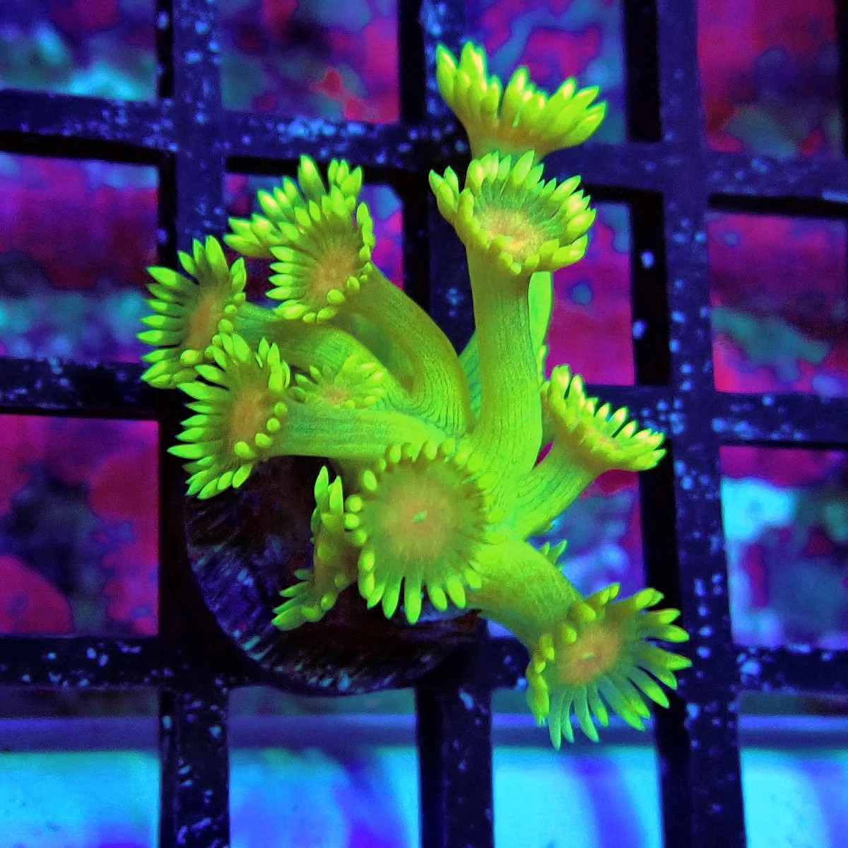 WYSIWYG - Unique Ultra Green Goniopora Frag