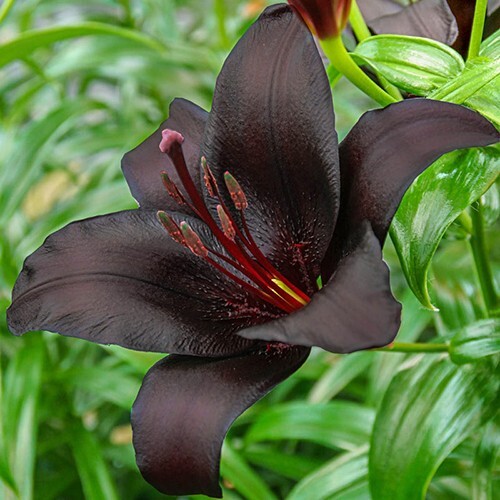 1 - NIGHTRIDER ASIATIC LILY Live Flower Bulb  - Perennial  \