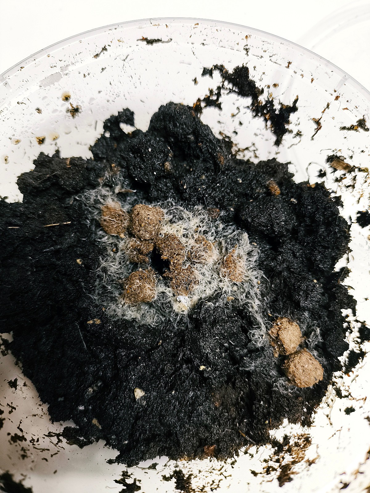 Live Grindal Worms Culture – High-Protein Fry & Nano Fish Food | Easy to Grow.