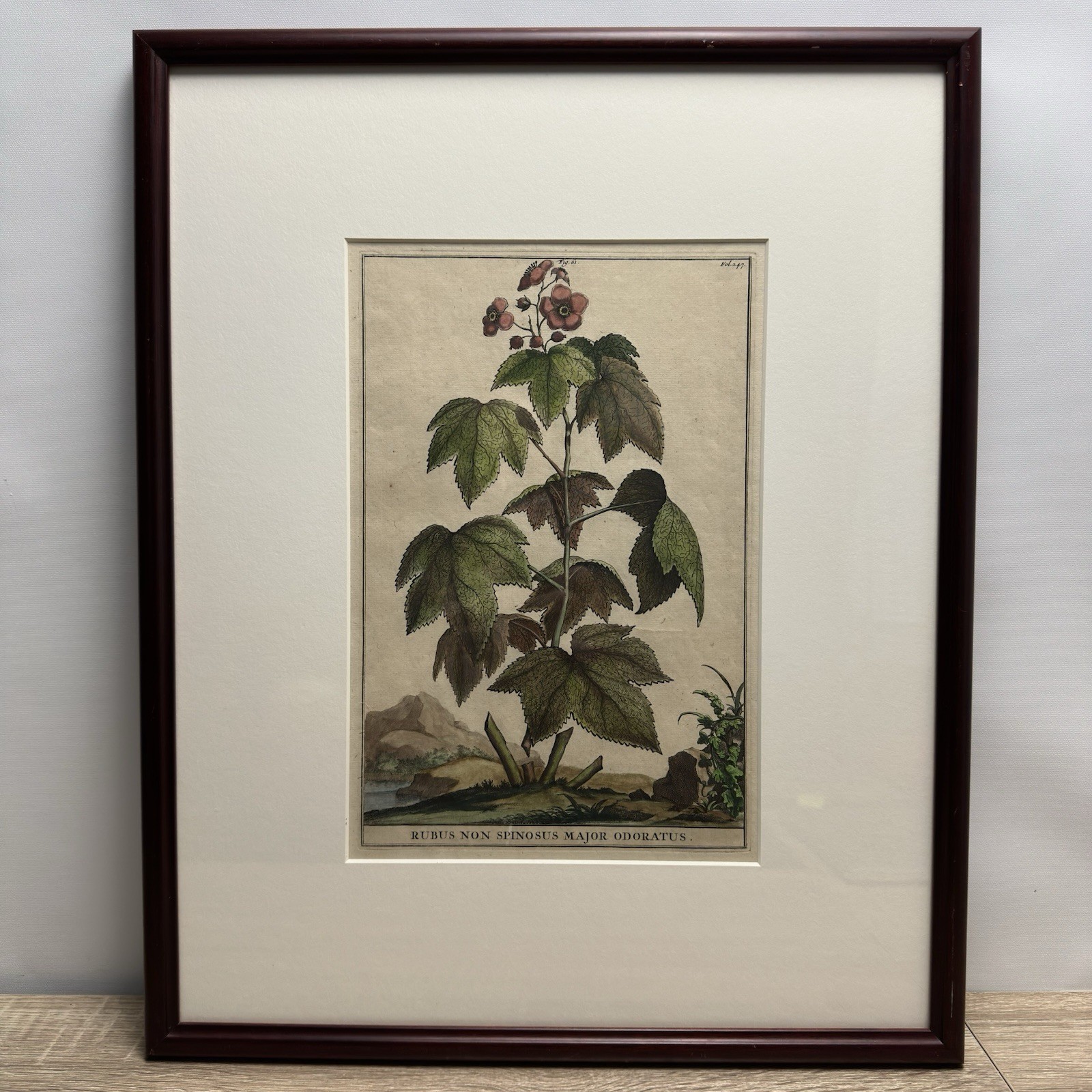 1696 ABRAHAM MUNTING Antique Botanical Engraving Rubus Non Spinosus Framed 17x21
