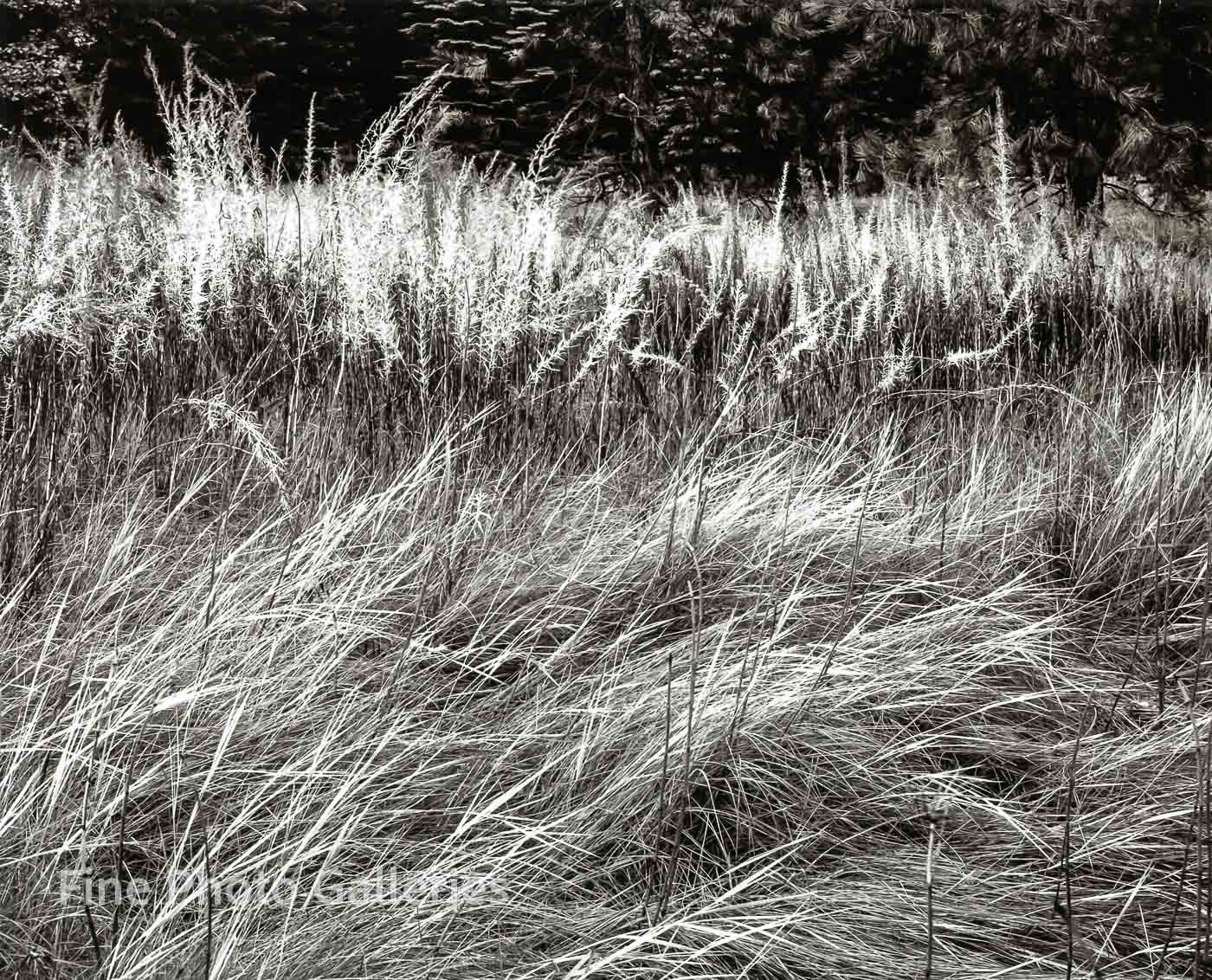 1944/80 Vintage ANSEL ADAMS Yosemite Valley Grass Meadow Tritone Photo Art