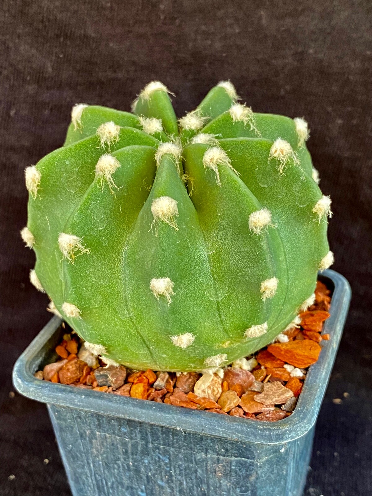 Echinopsis subdenudatum cv. Fuzzy Naval, cactus plant