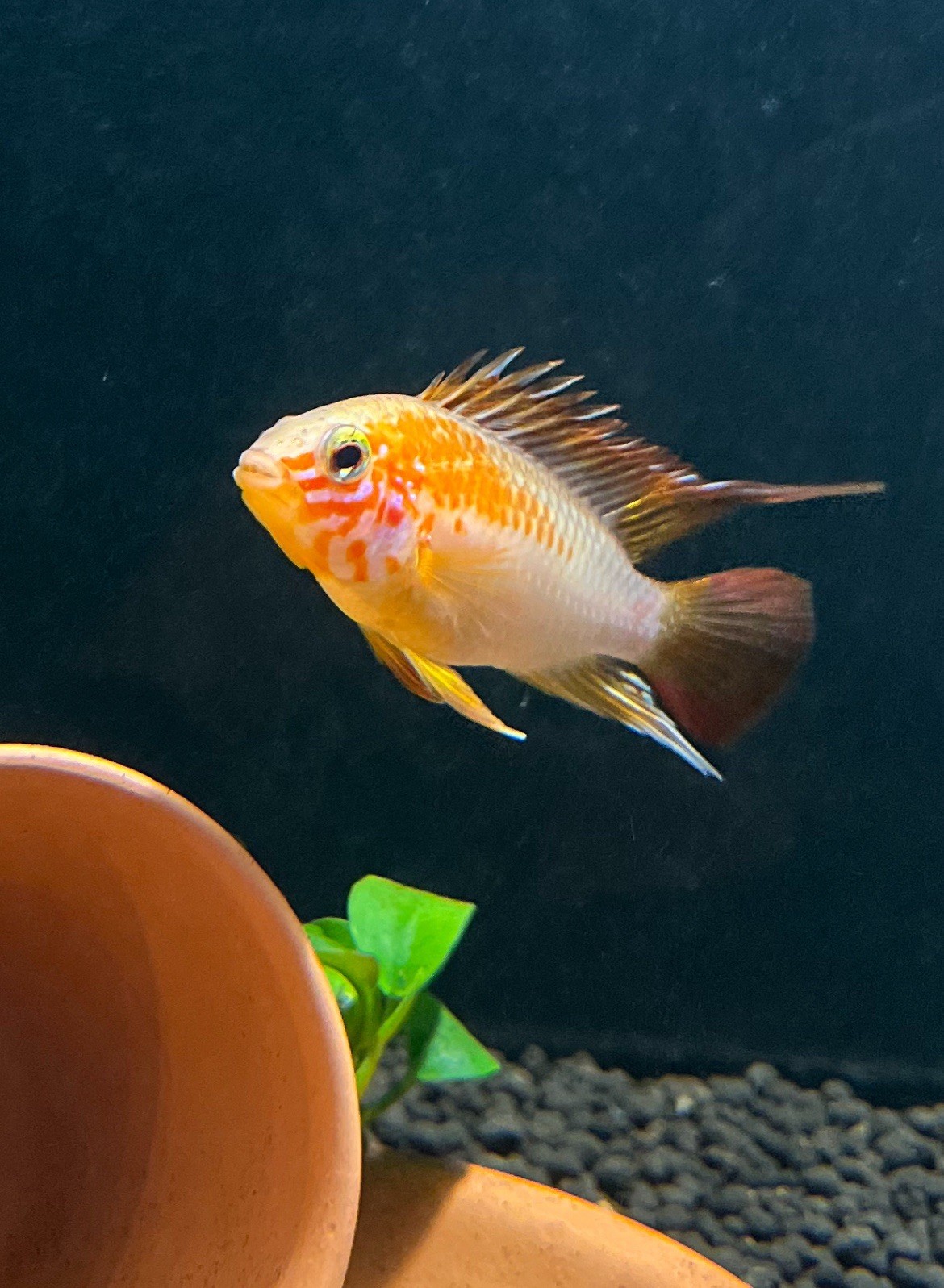 Breeding Pair(M/F) Apistogramma macmasteri“gold” 1.5-2.5”Guaranteed live arrival