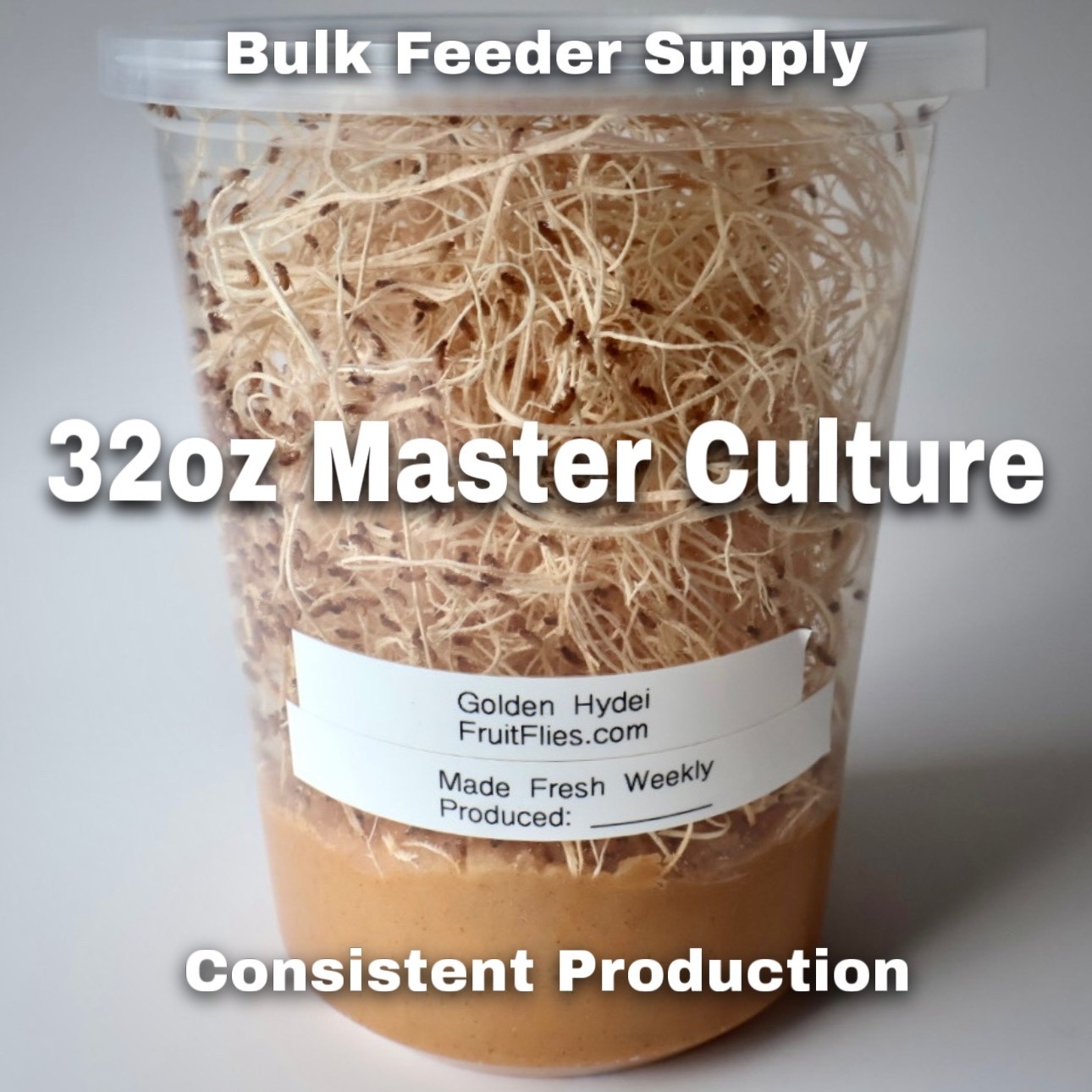 Fruit Fly Cultures Live 6 pack – Melanogaster / Hydei – Dart Frog & Spider Food