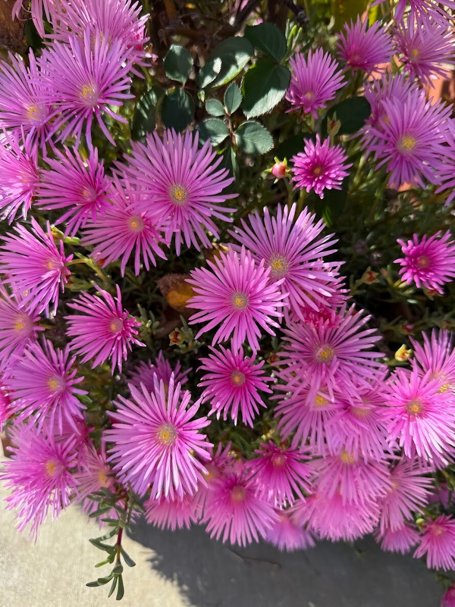 10x Magenta Ice Plant Cuttings | Delosperma Cooperi | Hardy Ground Cover 