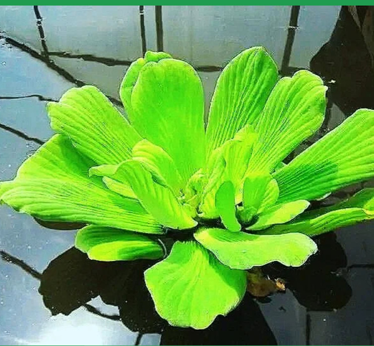 Water Lettuce Pistia PEST FREE Floating Plants Fry cover Koi Aquarium Pond FAST