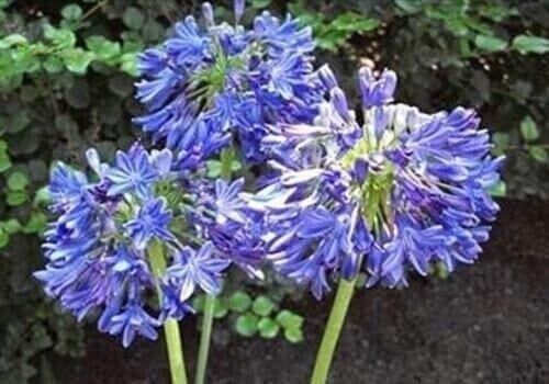 1 - Agapanthus AFRICANUS Lily of the Nile Tuber/Bulb - 5-7\ 1 - Agapanthus AFRICANUS Lily of the Nile Tuber/Bulb - 5-7\