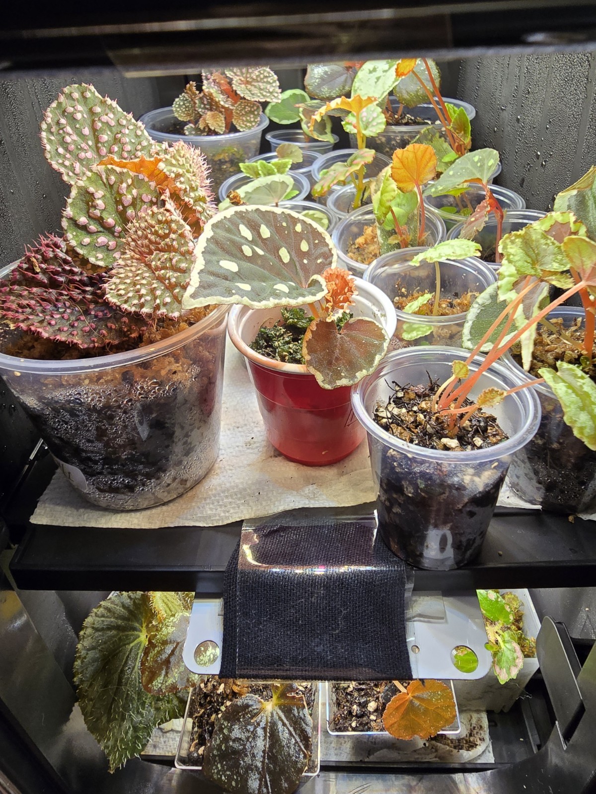 RARE BEGONIA SEEDLING/STARTER PLANTS 5 PLANTS HIGH VALUE :)