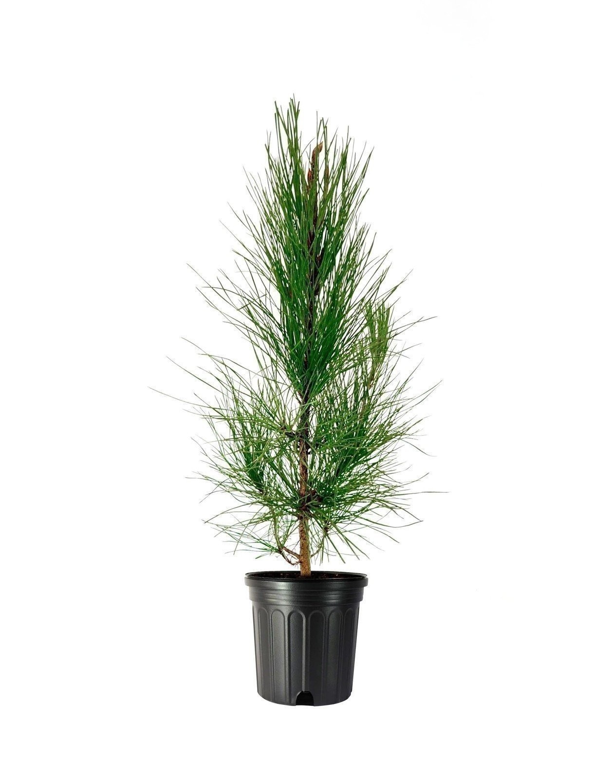 Slash | 1 Gallon | Pinus elliottii | Low Maintenance | Hardy | Landscape Plant Slash | 1 Gallon | Pinus elliottii | Low Maintenance | Hardy | Landscape Plant
