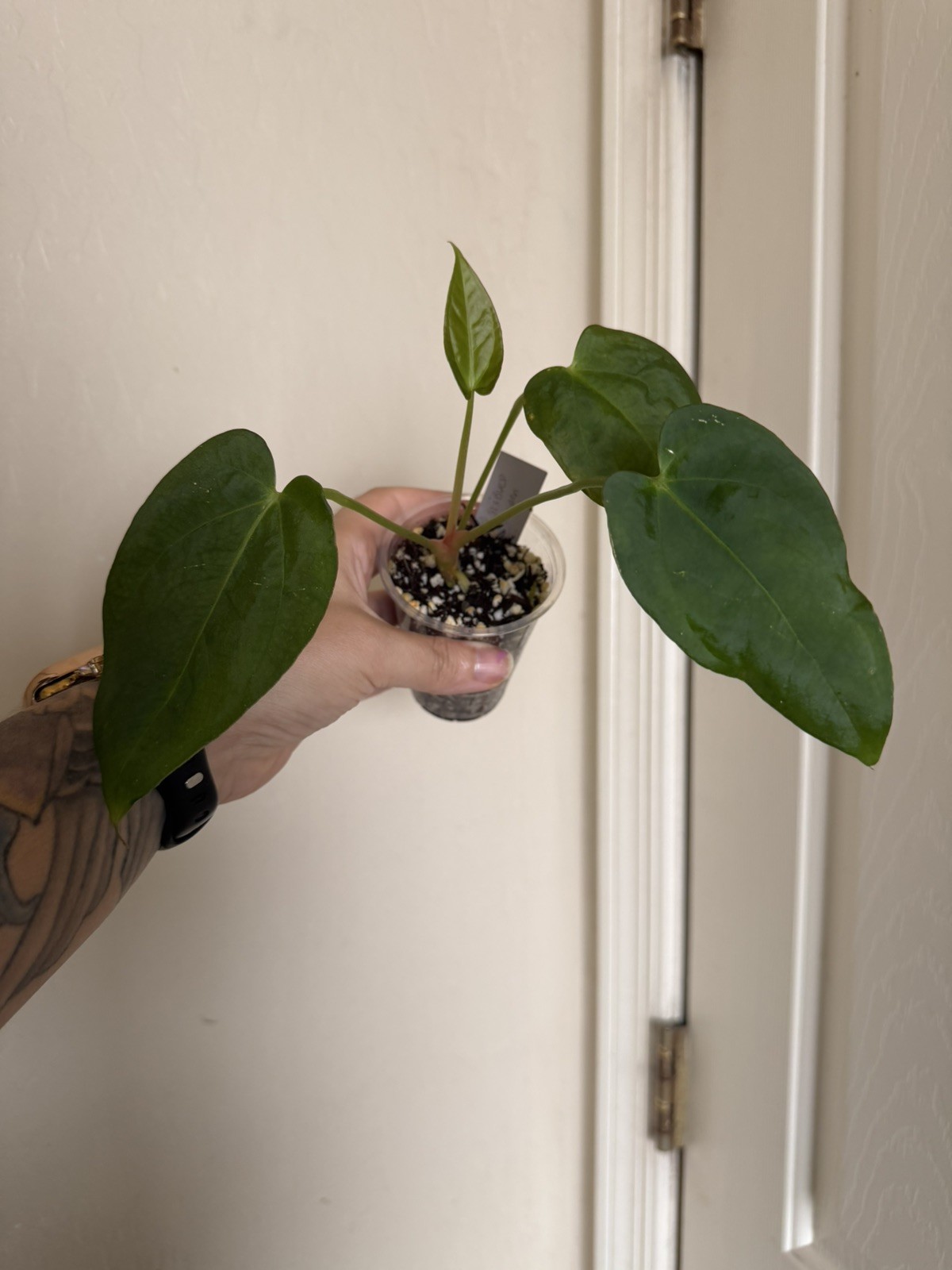Anthurium Fort Sherman x BVEP S1