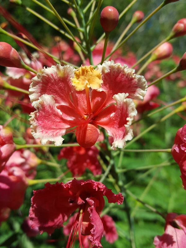 Caesalpinia pulcherrima Pink, Dwarf Poinciana, Barbados Pride - 10 Se eds Caesalpinia pulcherrima Pink, Dwarf Poinciana, Barbados Pride - 10 Se eds