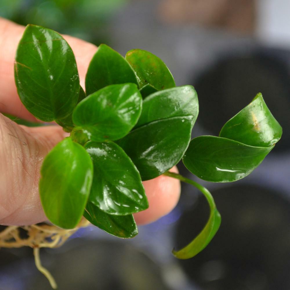 5 Anubias Nana Petite Anubias Plants Easy Live Aquarium Plants ✅