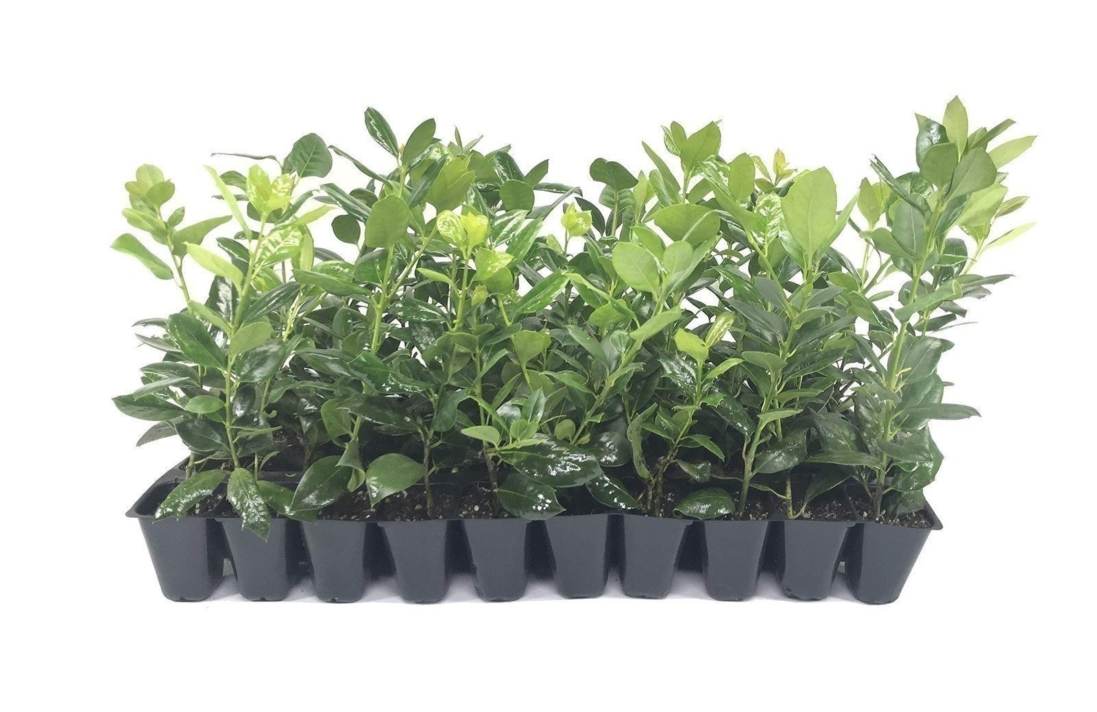 Ilex Nellie Holly | 40 Live 2 Inch Plants | Ilex stevensii | Evergreen Privacy