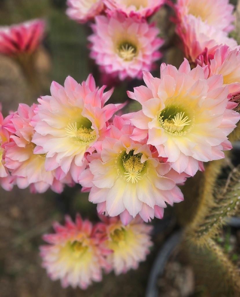 Echinopsis Hybrid Riverside Large Unrooted 13 Inch Cutting