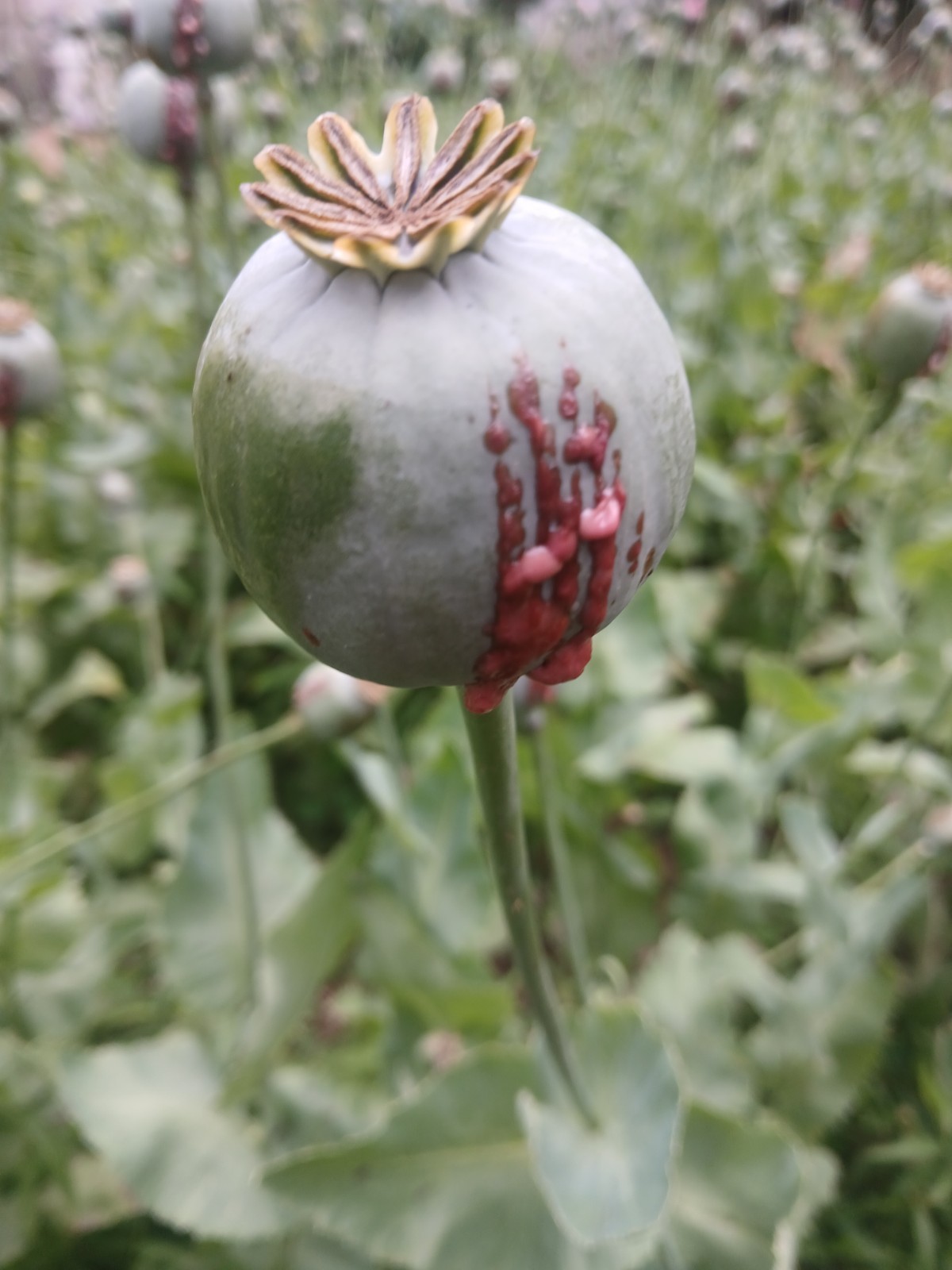 Afghan Galania Poppy Seed - King of the Poppys - 500+ seeds Afghan Galania Poppy Seed - King of the Poppys - 500+ seeds