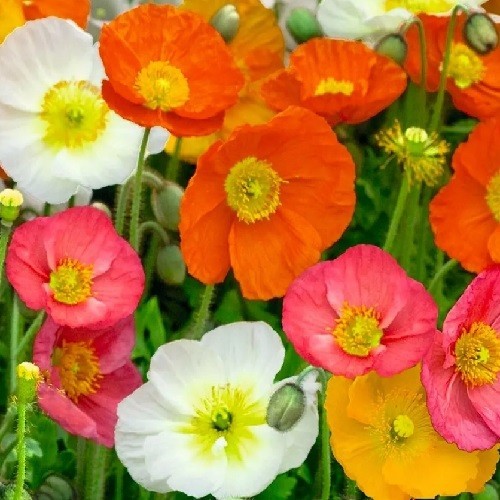 20,000 Stratified Mixed Colors Icelandic Poppy Seeds - Premium Heirloom Non-GMO 20,000 Stratified Mixed Colors Icelandic Poppy Seeds - Premium Heirloom Non-GMO