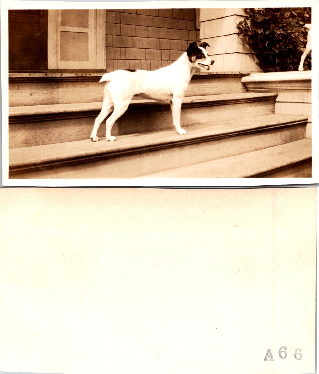 1920s Jack Russell Terrier Dog posing on Porch PNW Region B+W Photo S0077