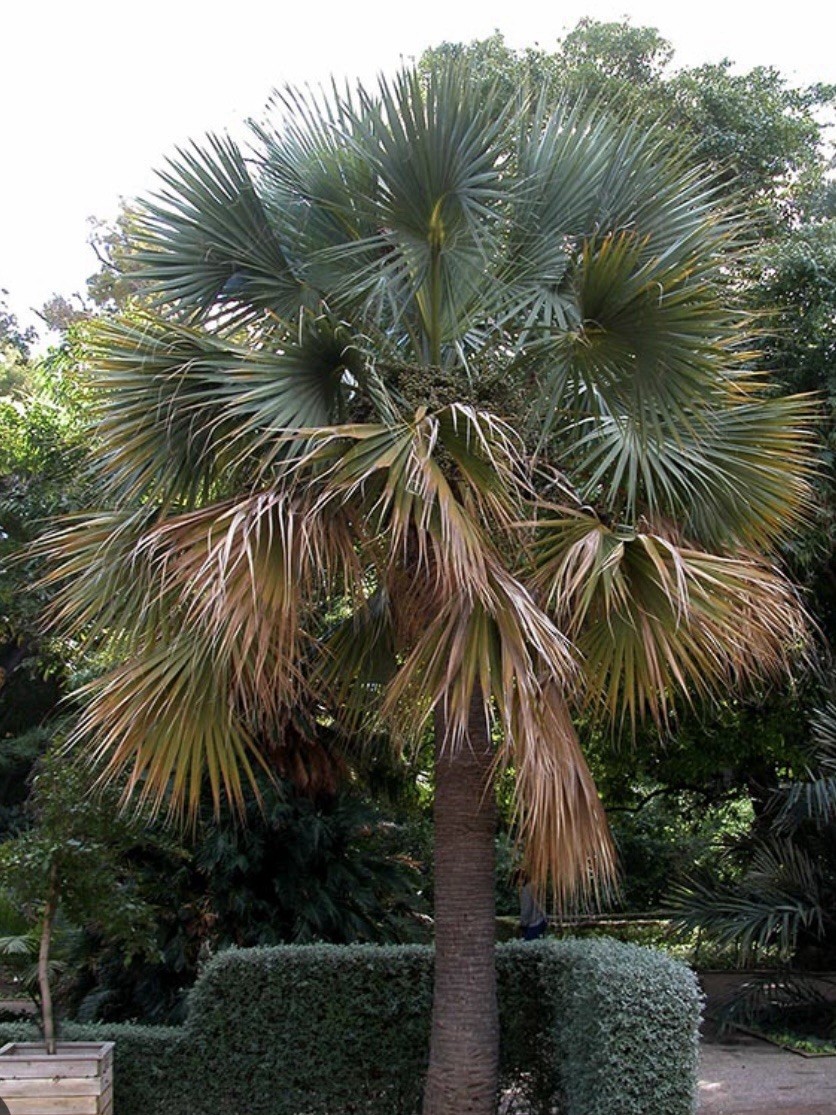 Sabal bermudana 1 Gallon grow bag– Bermuda Palmetto – Cold Hardy