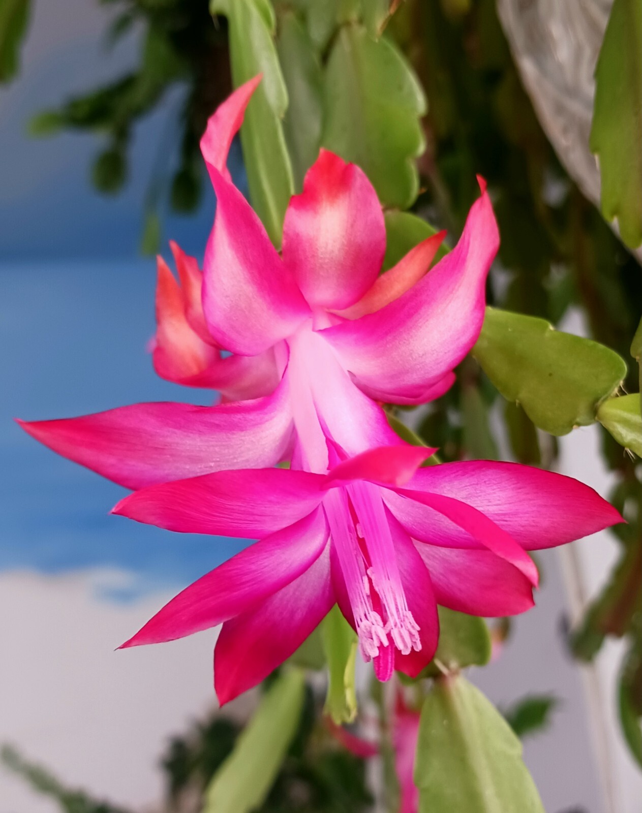 1 Christmas 1 Easter Cactus 1 Thanksgiving Cactus 3 LIVE PLANTS  $