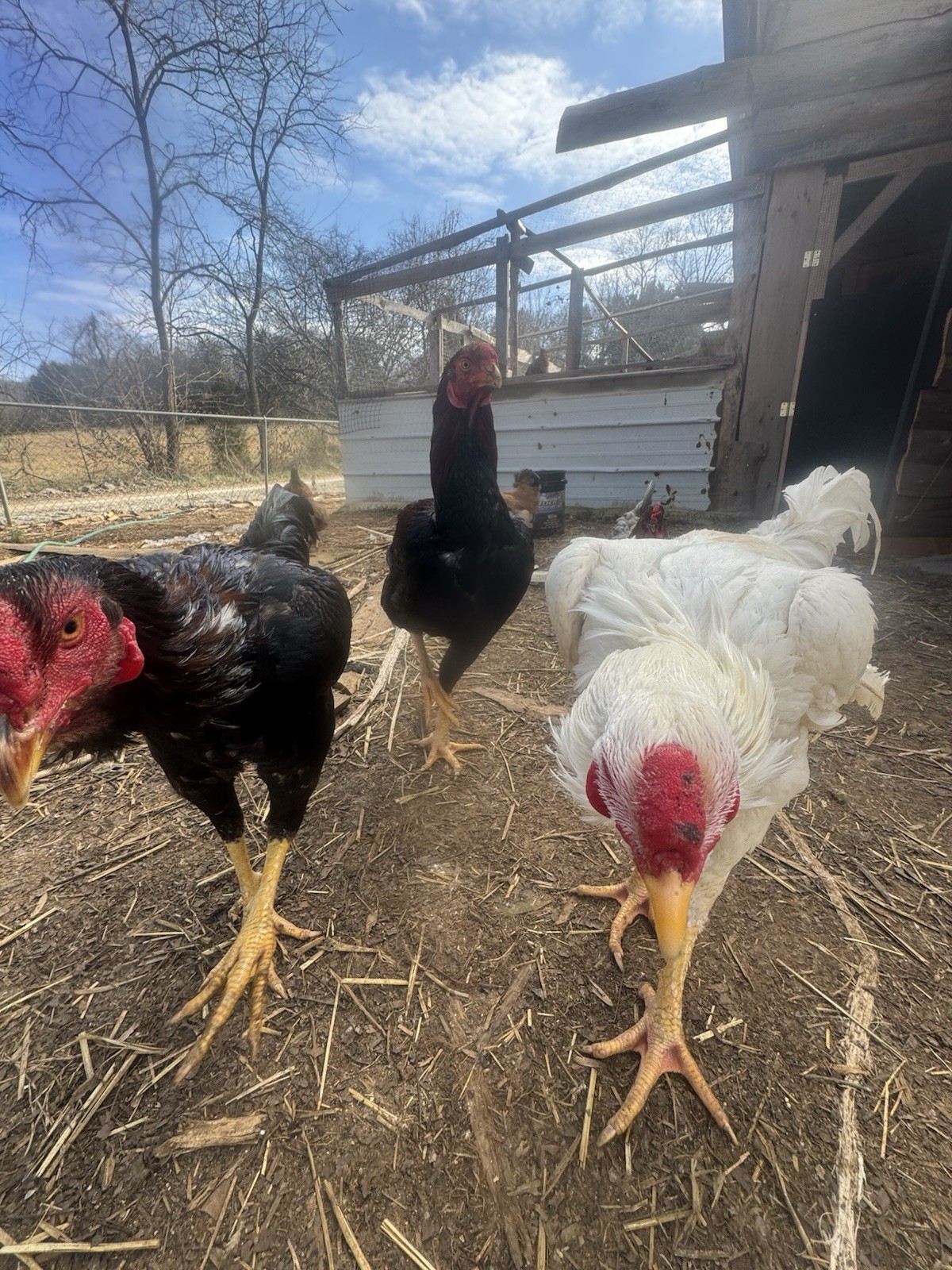 12 Giant Chicks Hatching Eggs- Indio Gigante X Dual Purpose Prolific Egg Layers