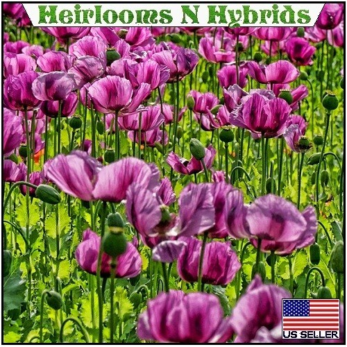 20,000 Stratified Hungarian Papavaer Somniferum Organic Poppy Seeds For Planting