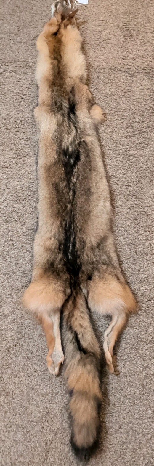 Beautiful Tanned BIG Eastern Coyote Pelt~Nice Wild Pelt~Country Wild Fur Craft