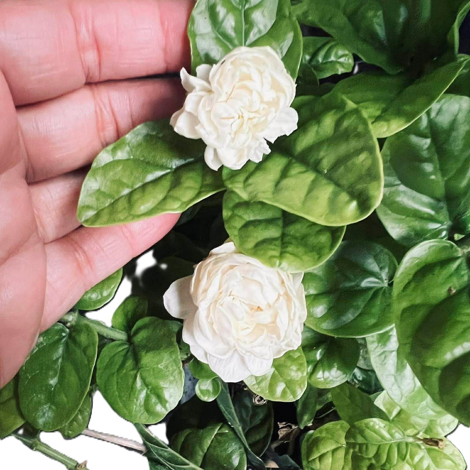 Grand Duke of Tuscany Jasmine Plant 6-15\