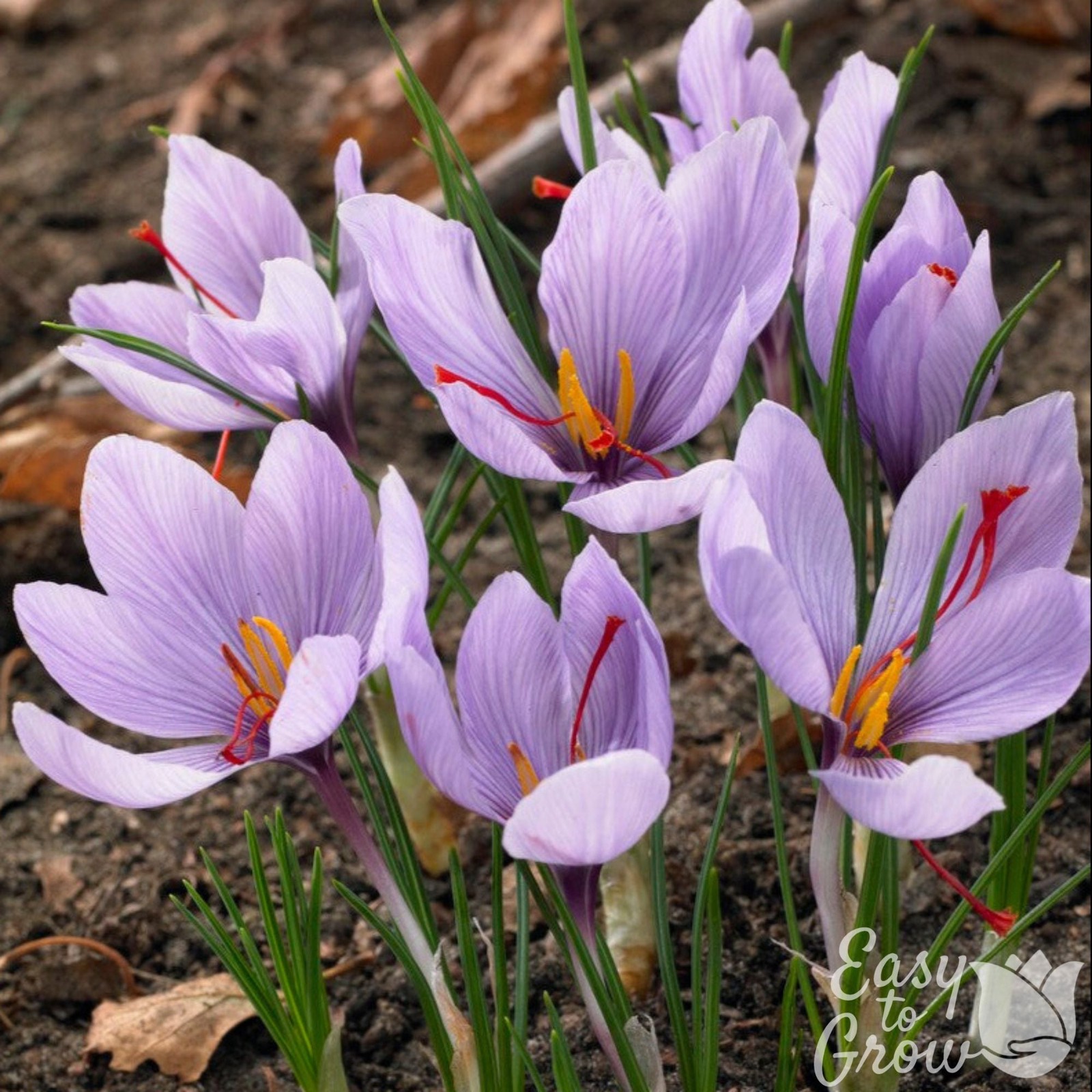 Crocus Saffron 20-60 Flower Bulbs - Fall Plant, Grow Saffron Spice Sativus