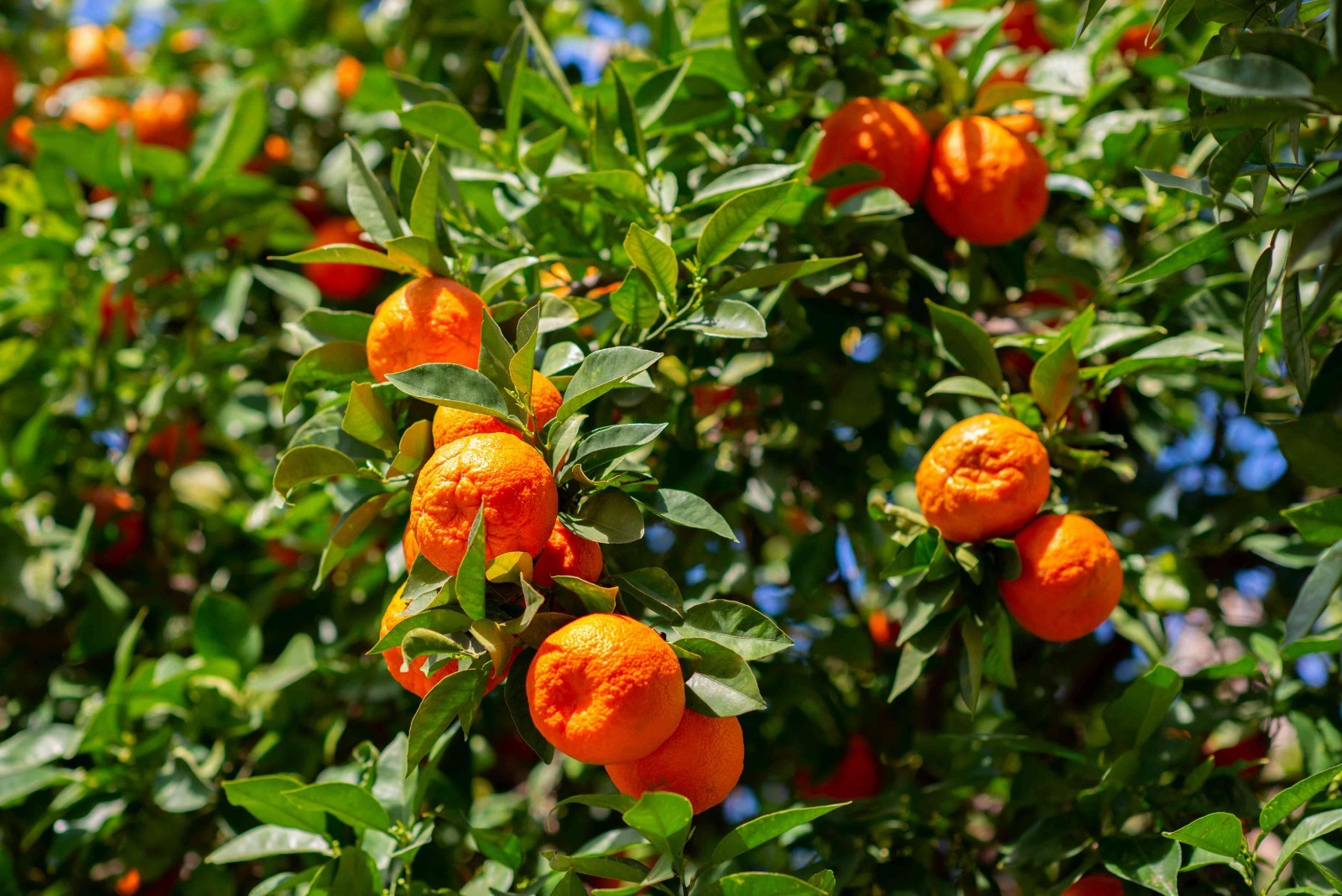 FLORIDA ADDRESSES ONLY  Owari Satsuma Live Grafted Potted Citrus Tree (3-4ft)