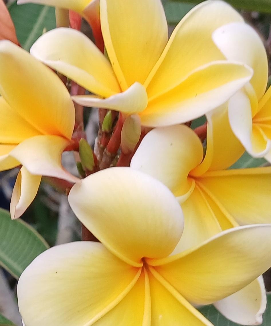 SALE  7 SEVEN  PLUMERIA FRANGIPANI HULAGIRL HAWAII LEI FLOWER CUTTING  10-14\